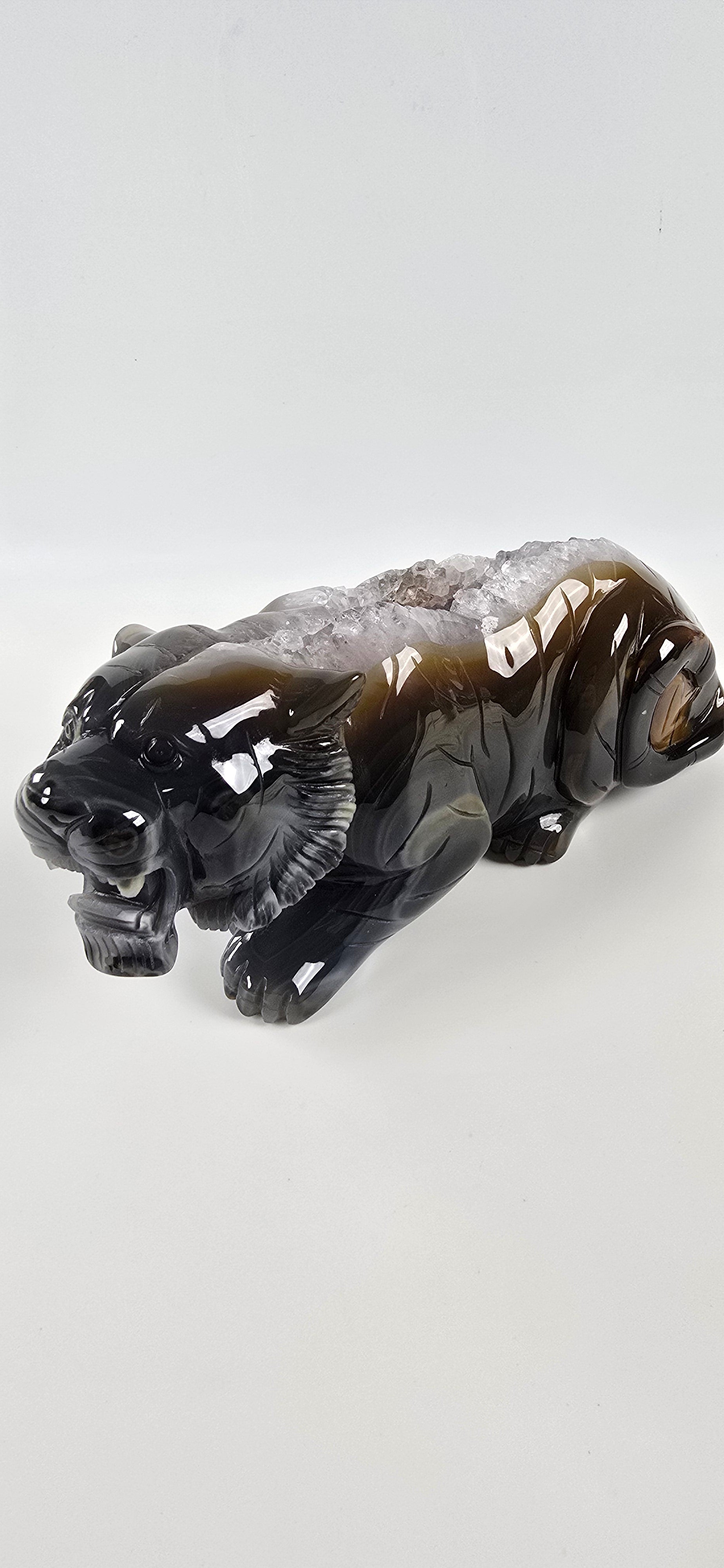 XXL Achat Tiger - High Quality