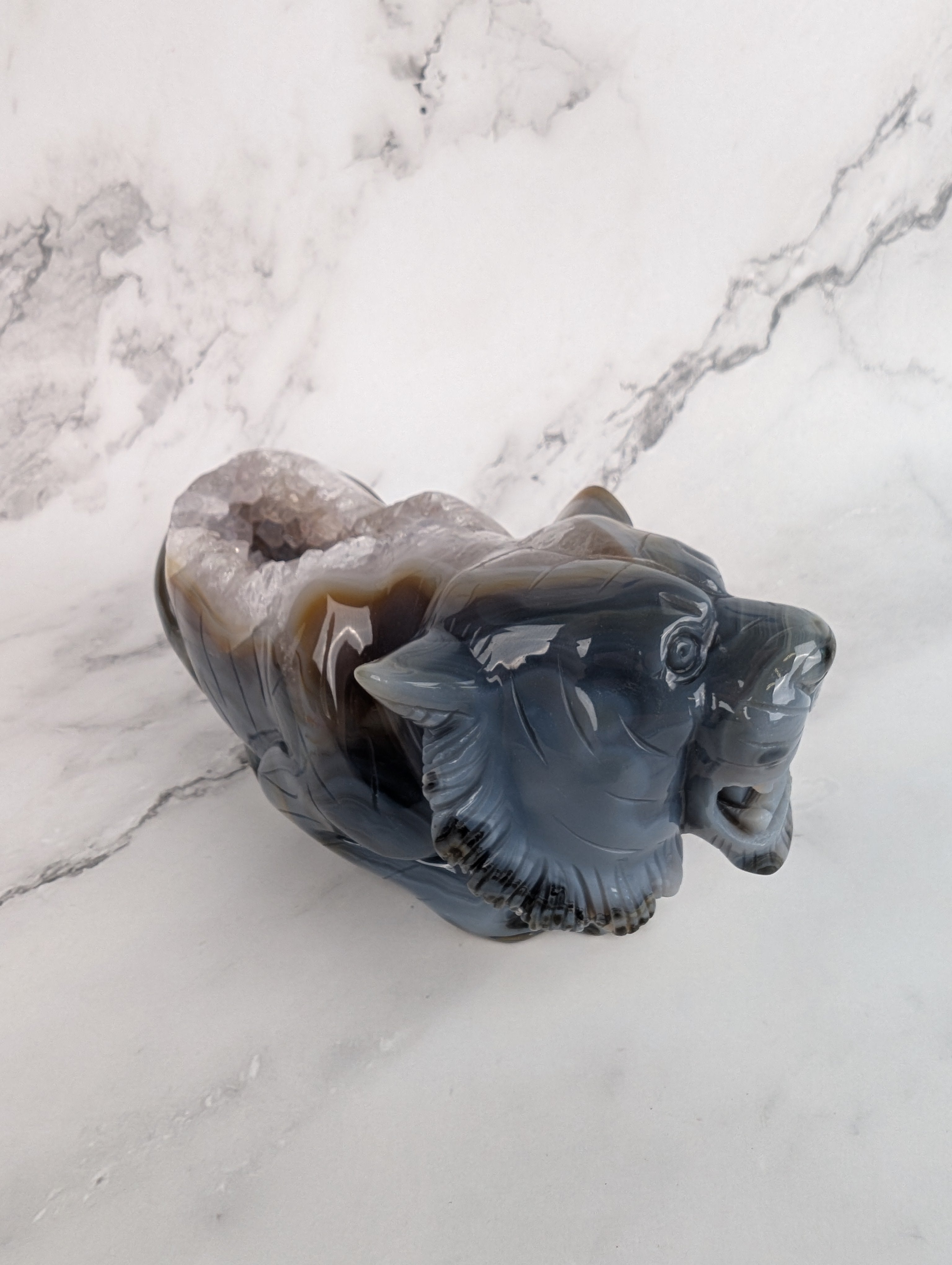 XXL Achat Tiger - High Quality