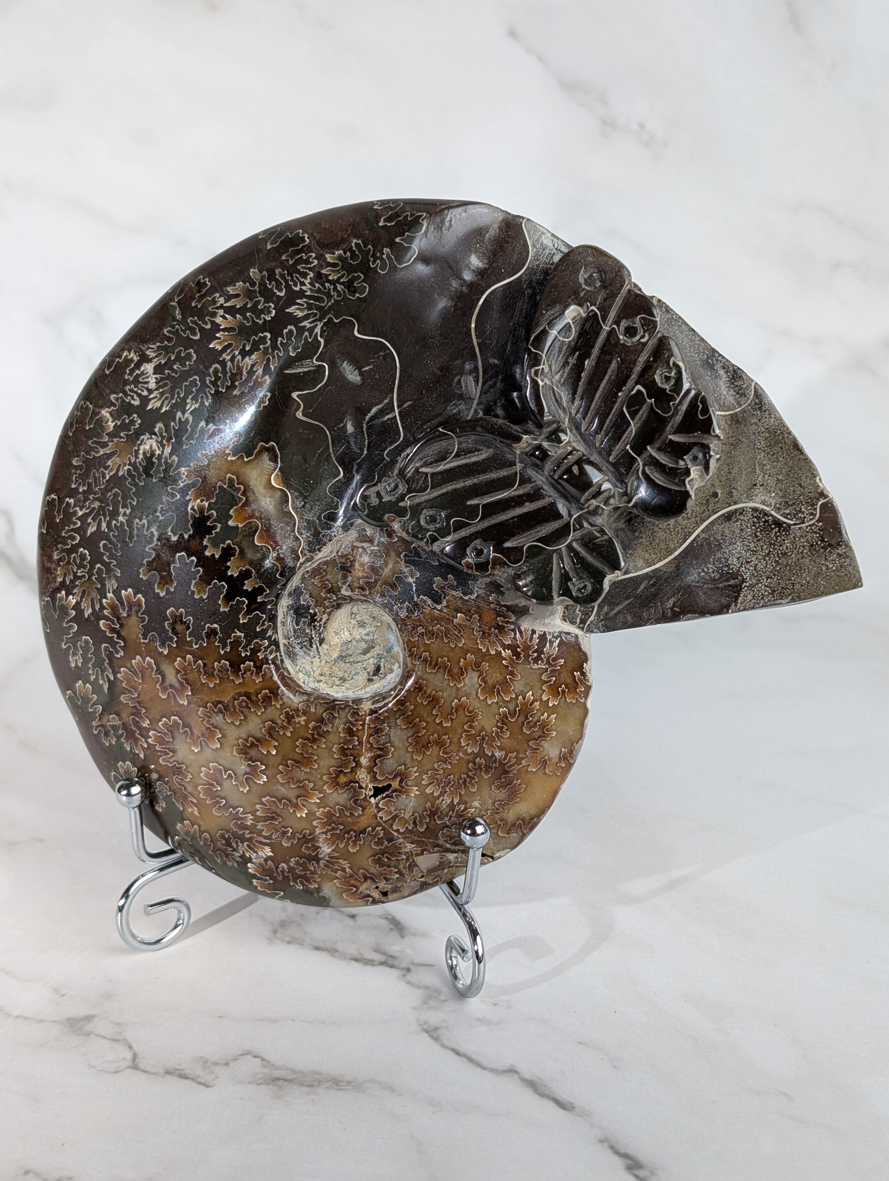 Ammoniten Carving Schmetterling