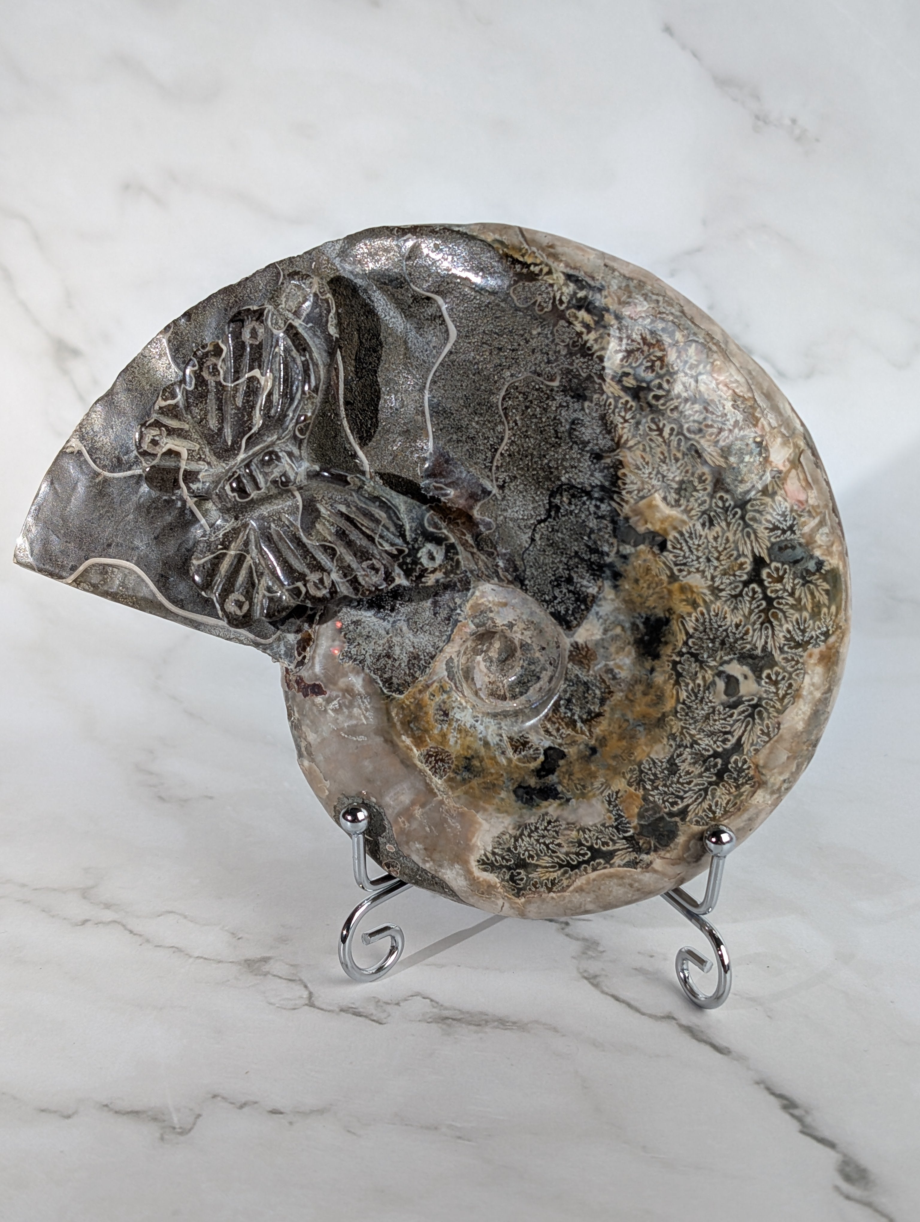 Ammoniten Carving Schmetterling 1