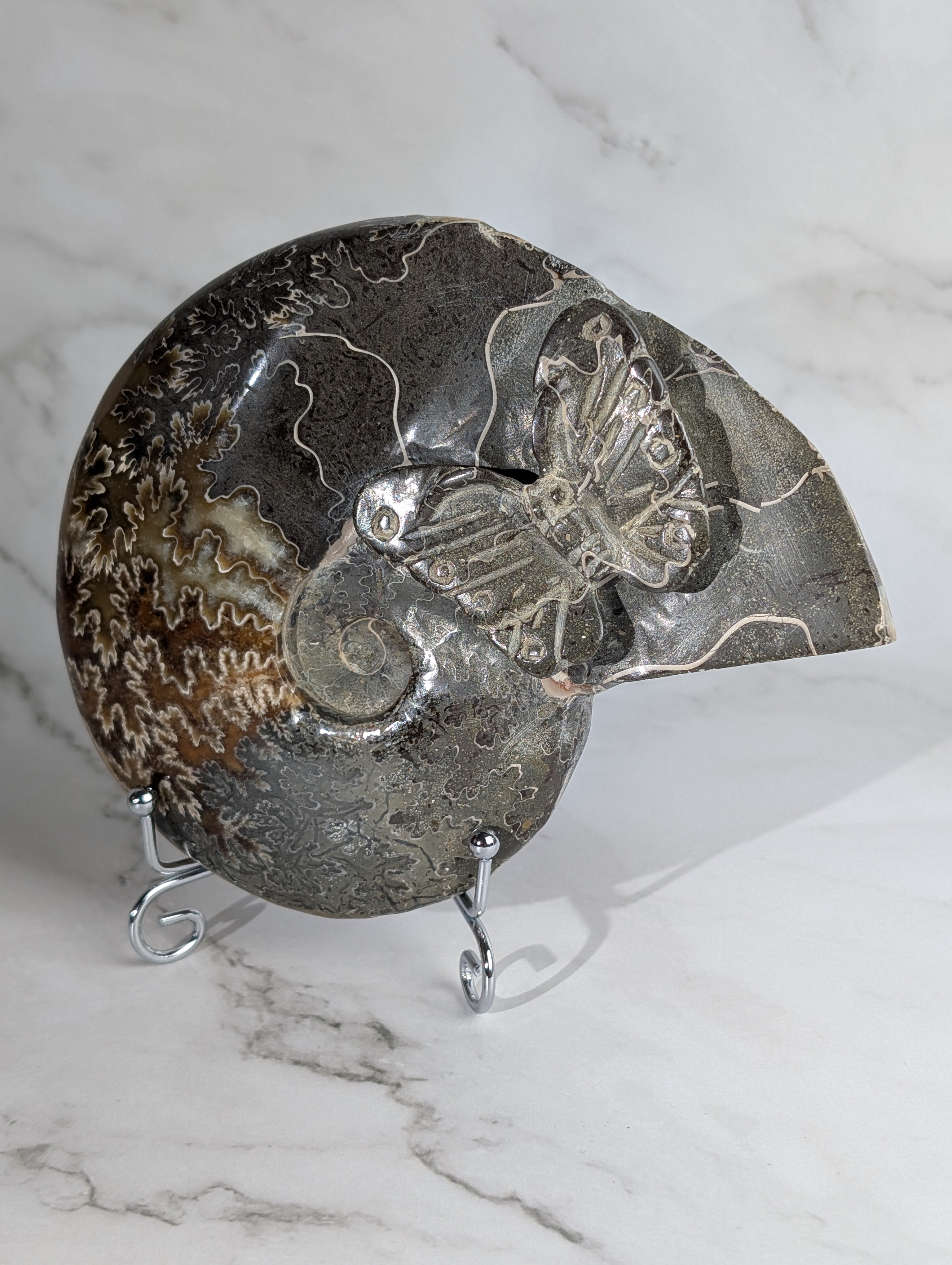 Ammoniten Carving Schmetterling 2