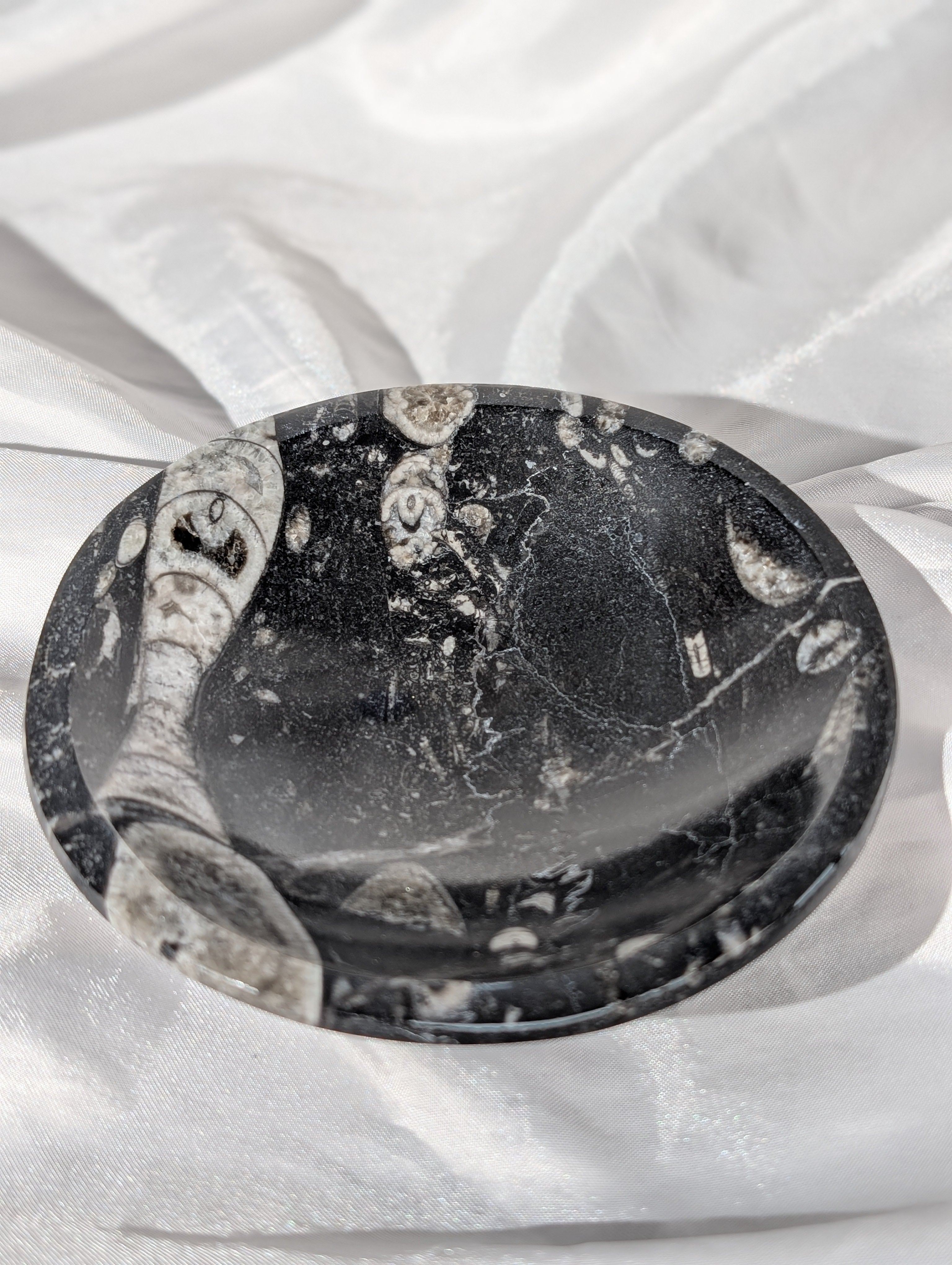 Orthoceras (Kopffüßer) Schale 1