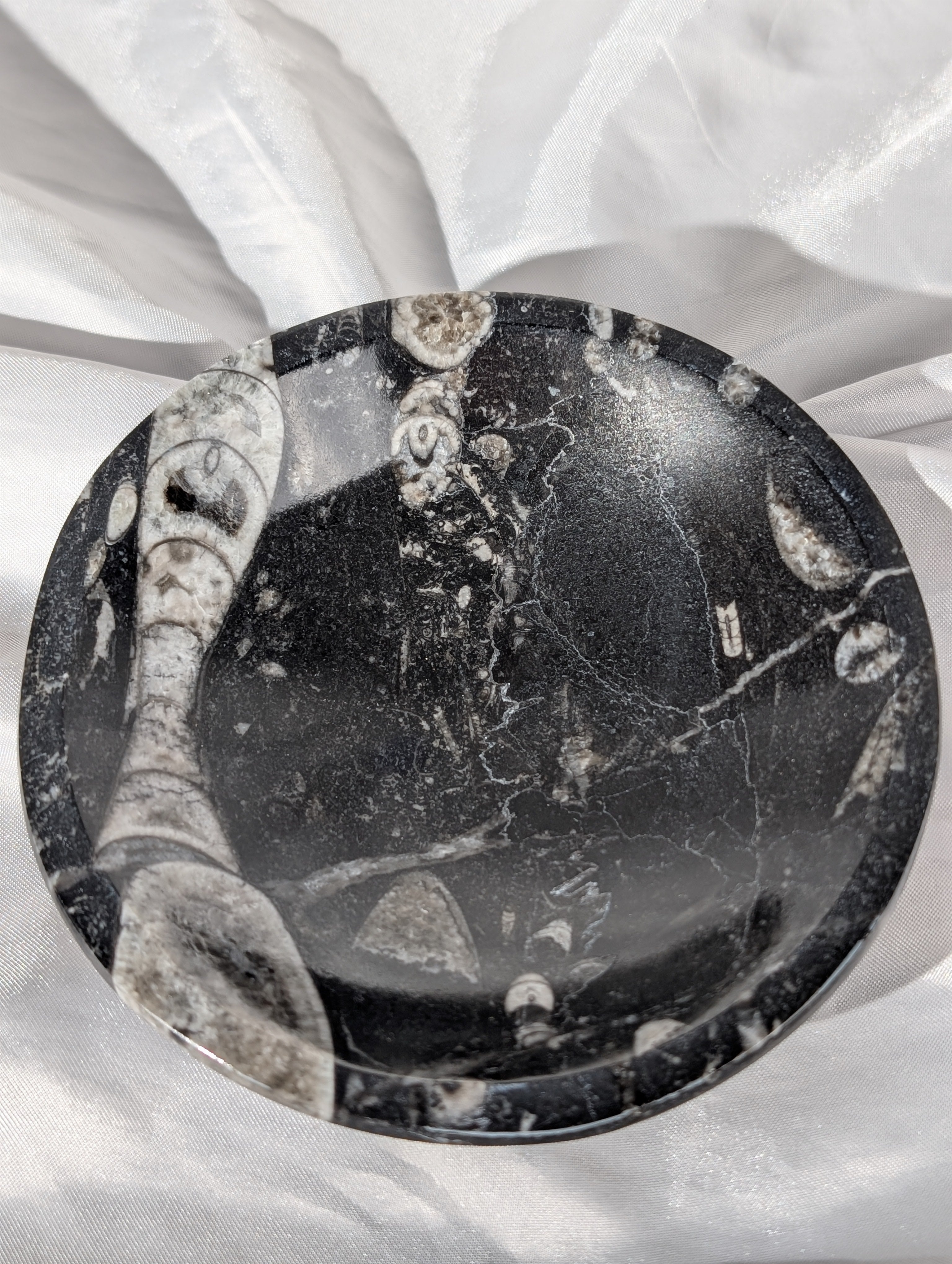 Orthoceras (Kopffüßer) Schale 1