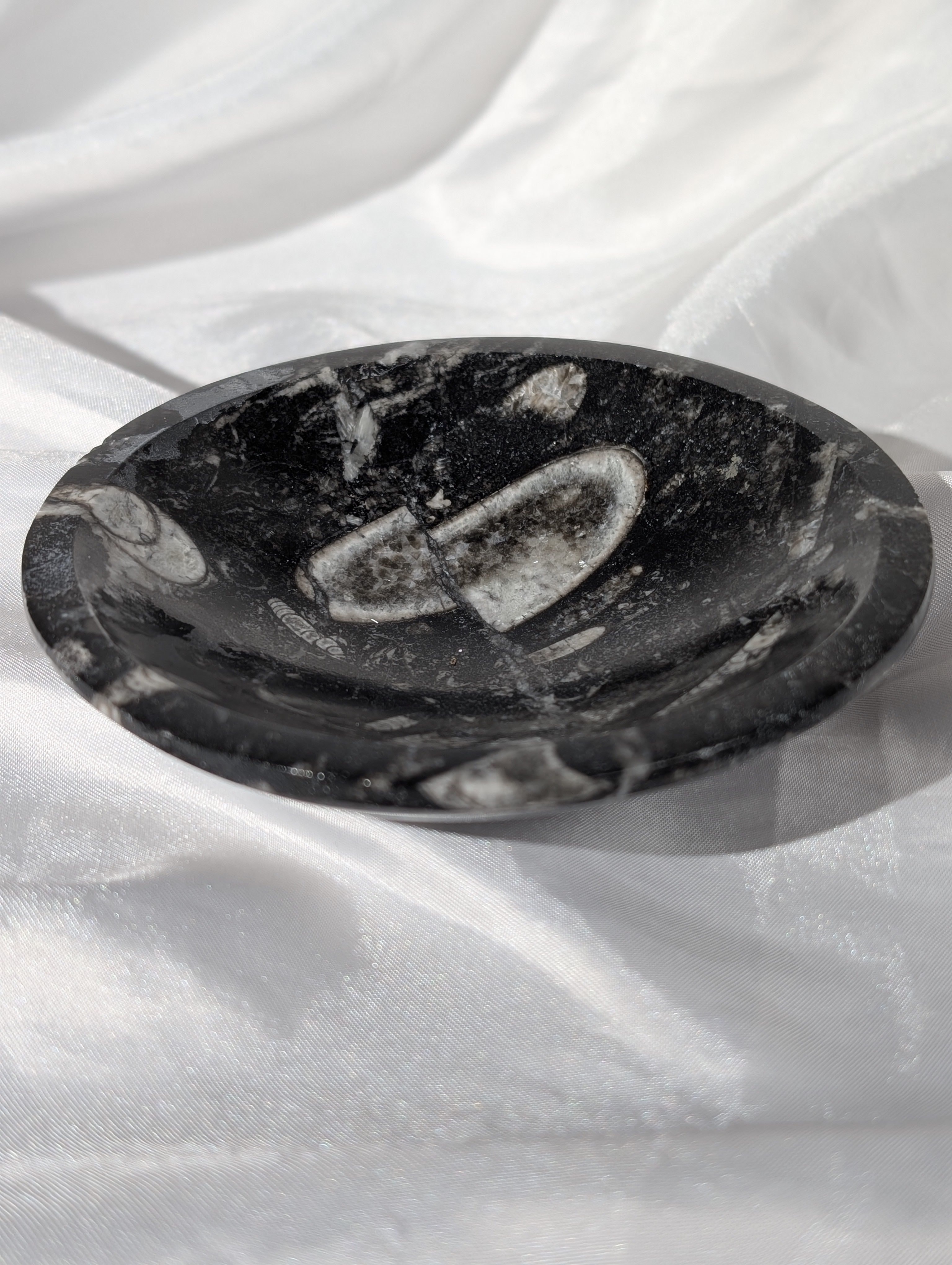 Orthoceras (Kopffüßer) Schale 2