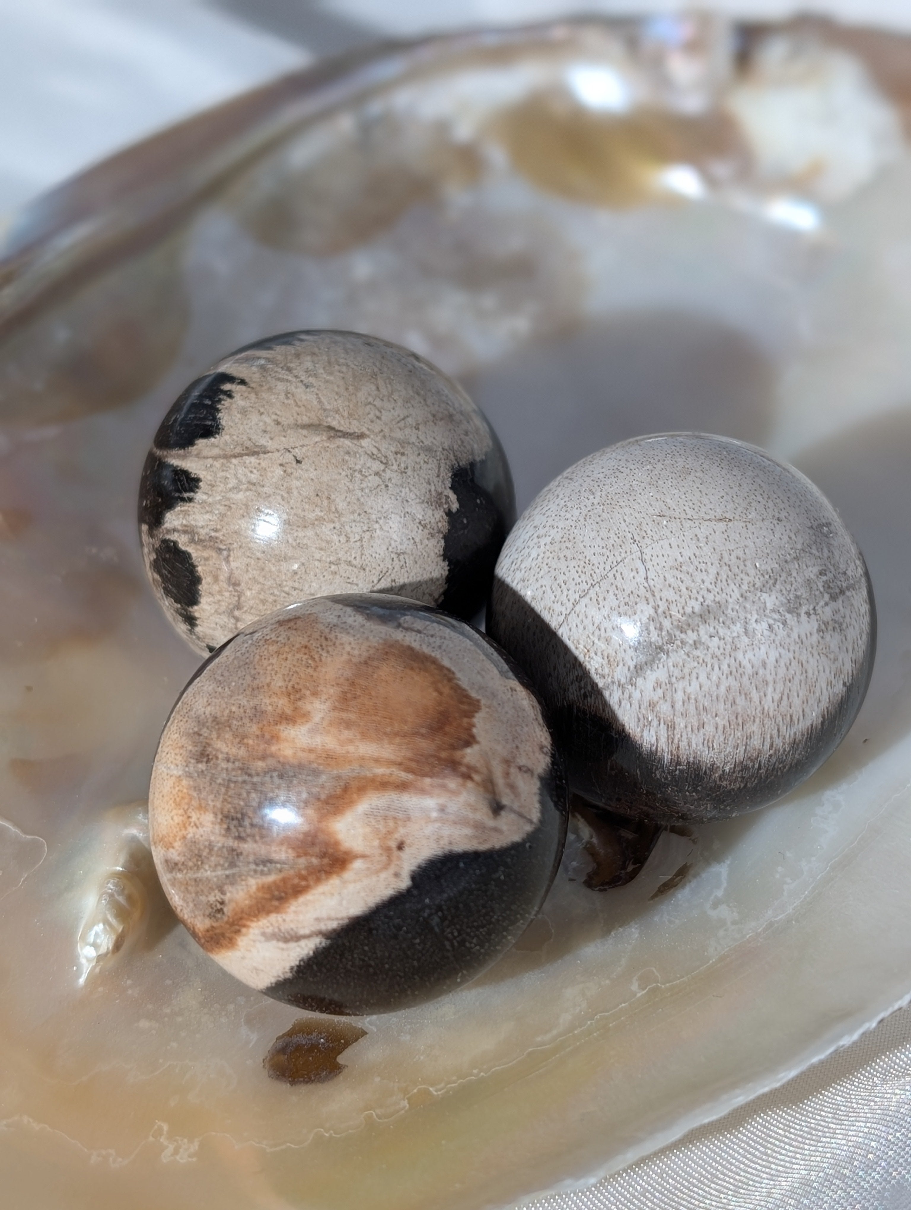 Versteinertes Holz Kugel Mystery