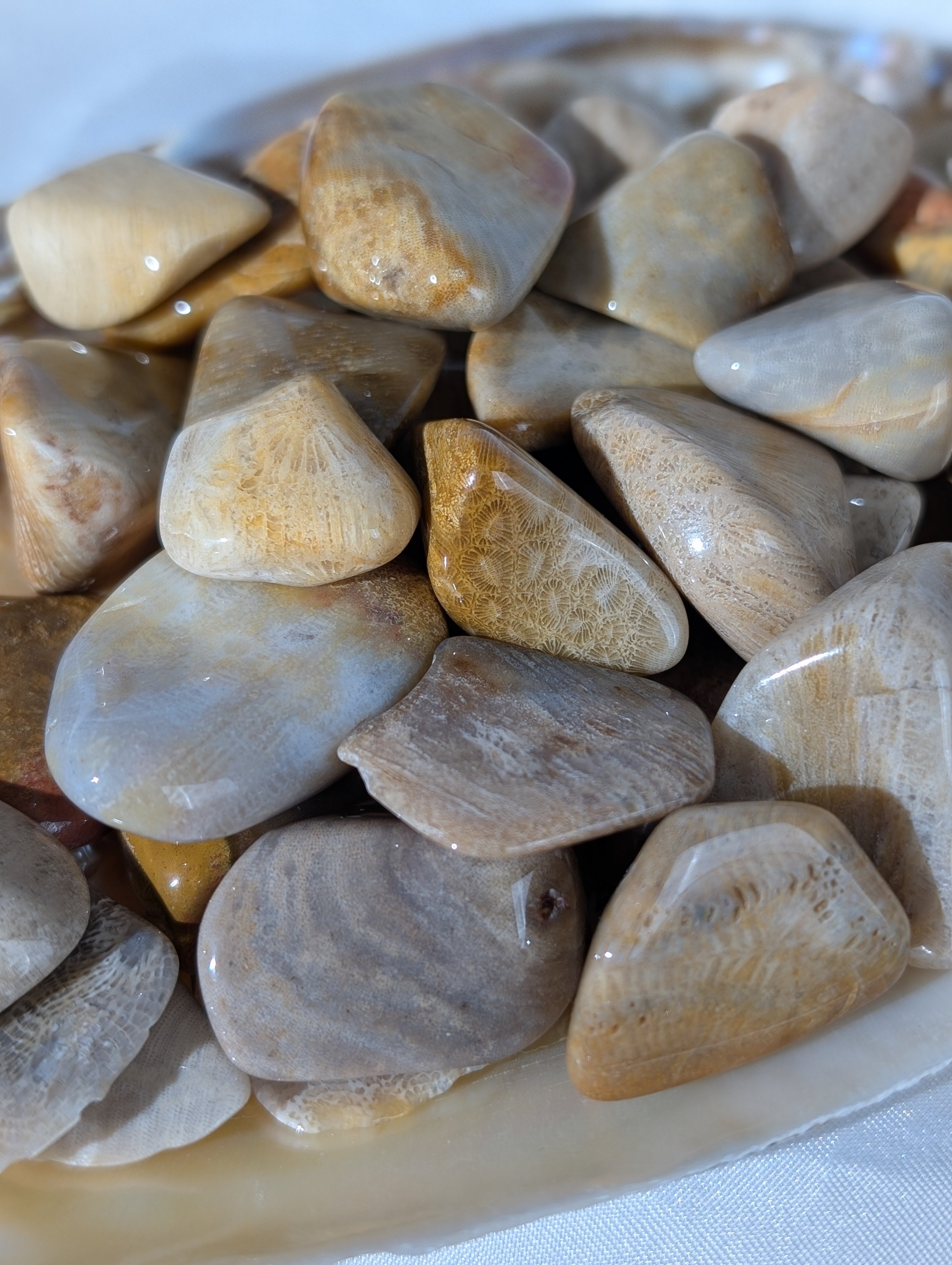 Versteinerte Koralle Trommelstein