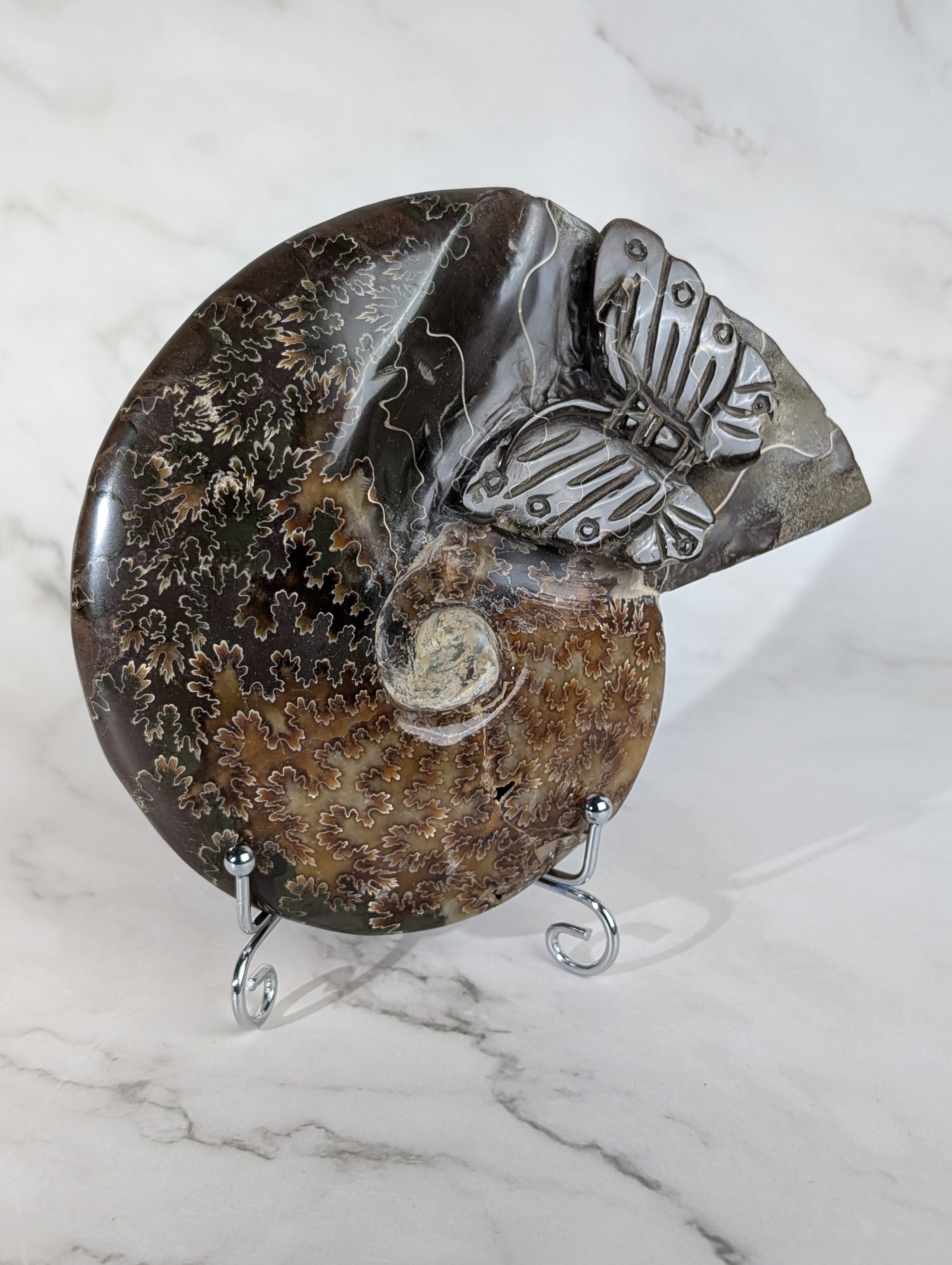 Ammoniten Carving Schmetterling