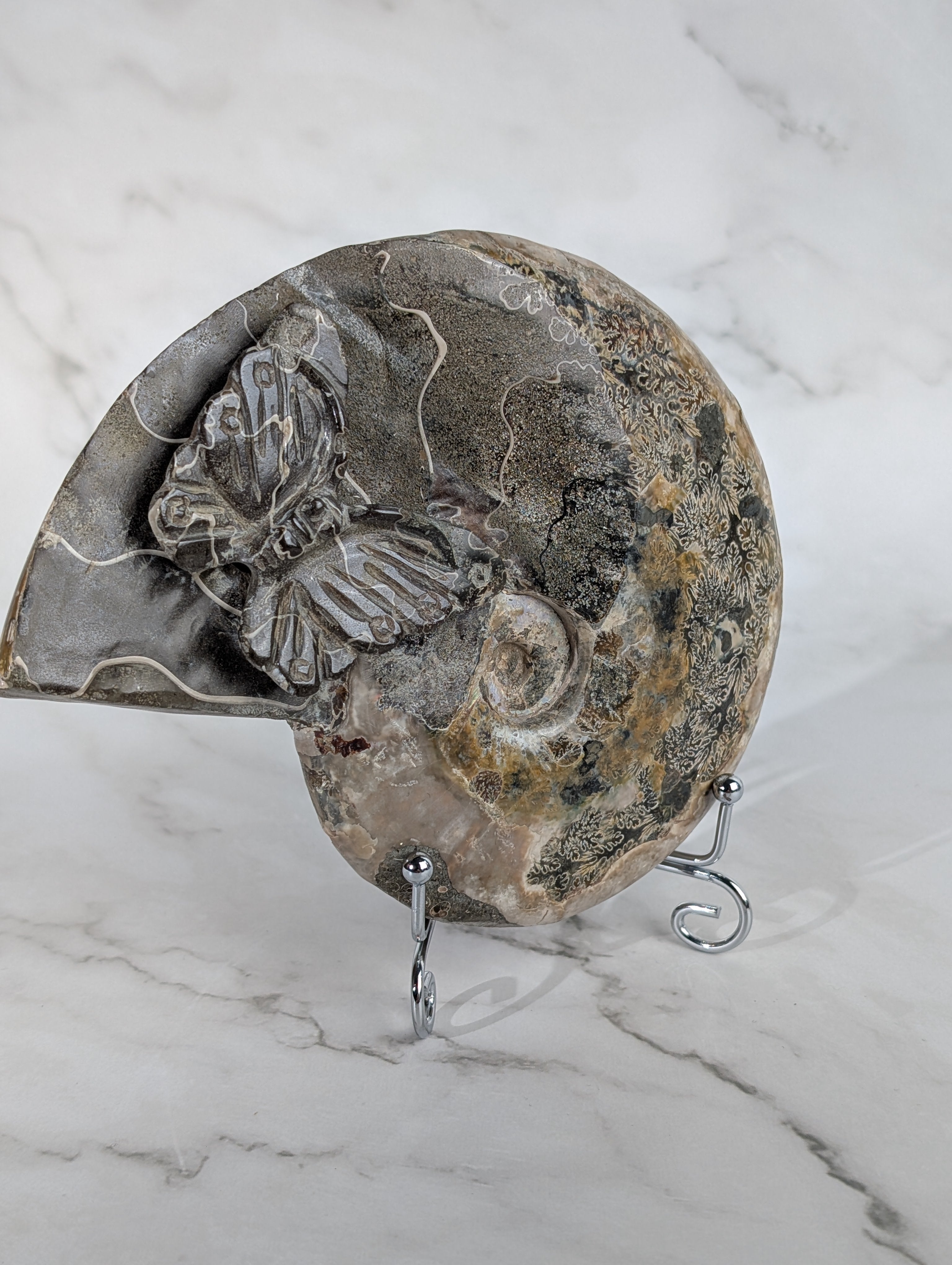 Ammoniten Carving Schmetterling 1