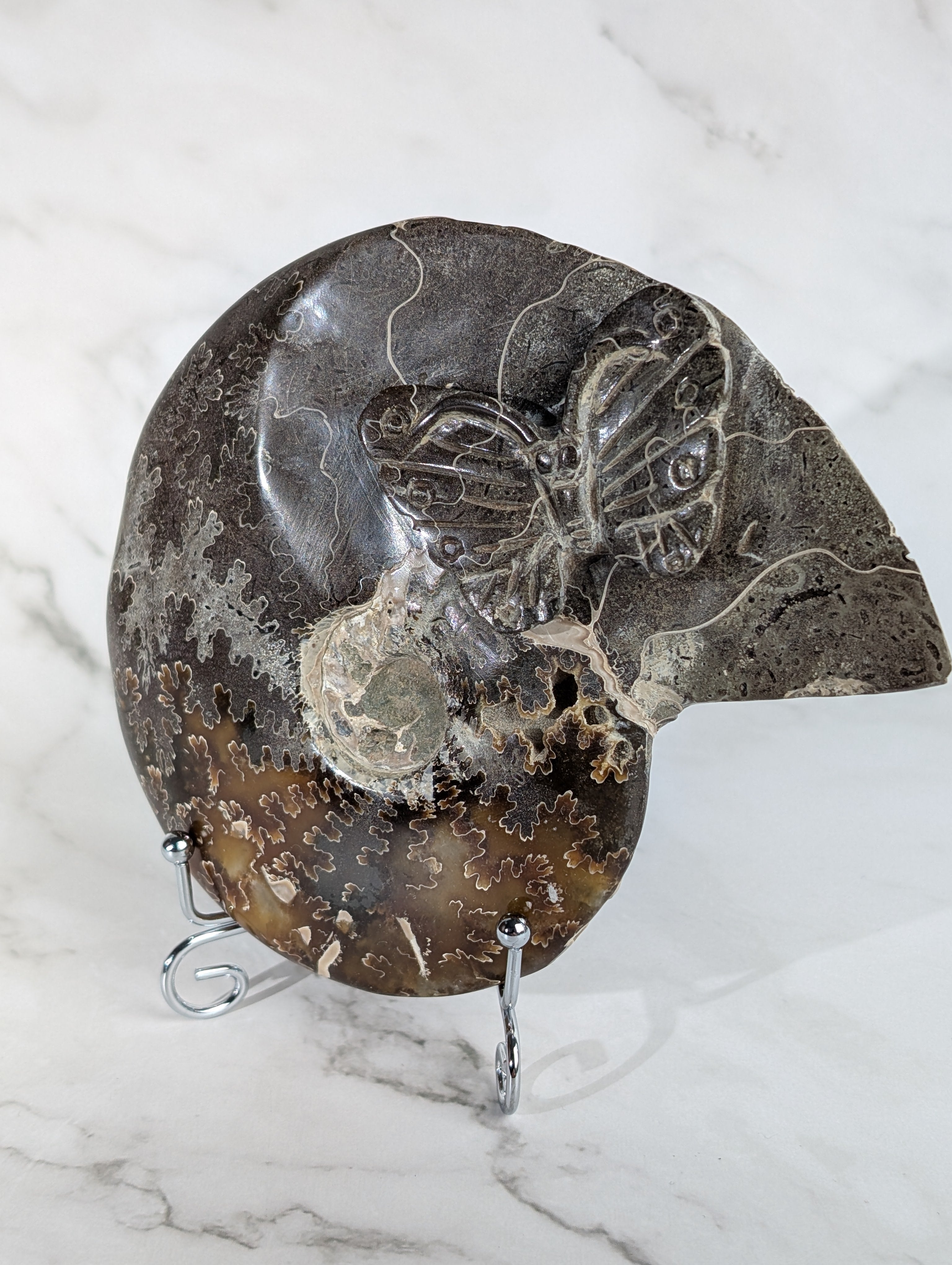 Ammoniten Carving Schmetterling 3