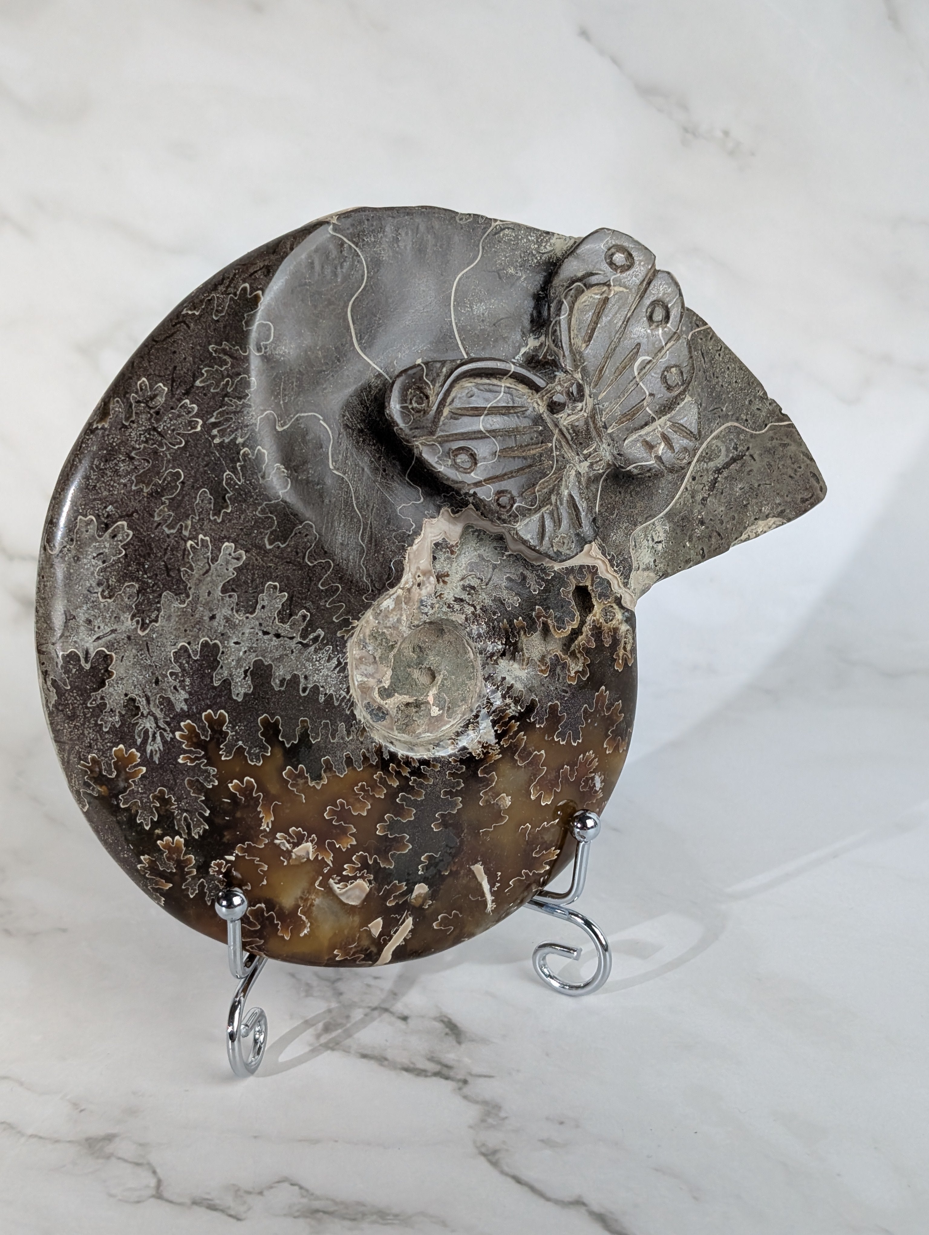 Ammoniten Carving Schmetterling 3
