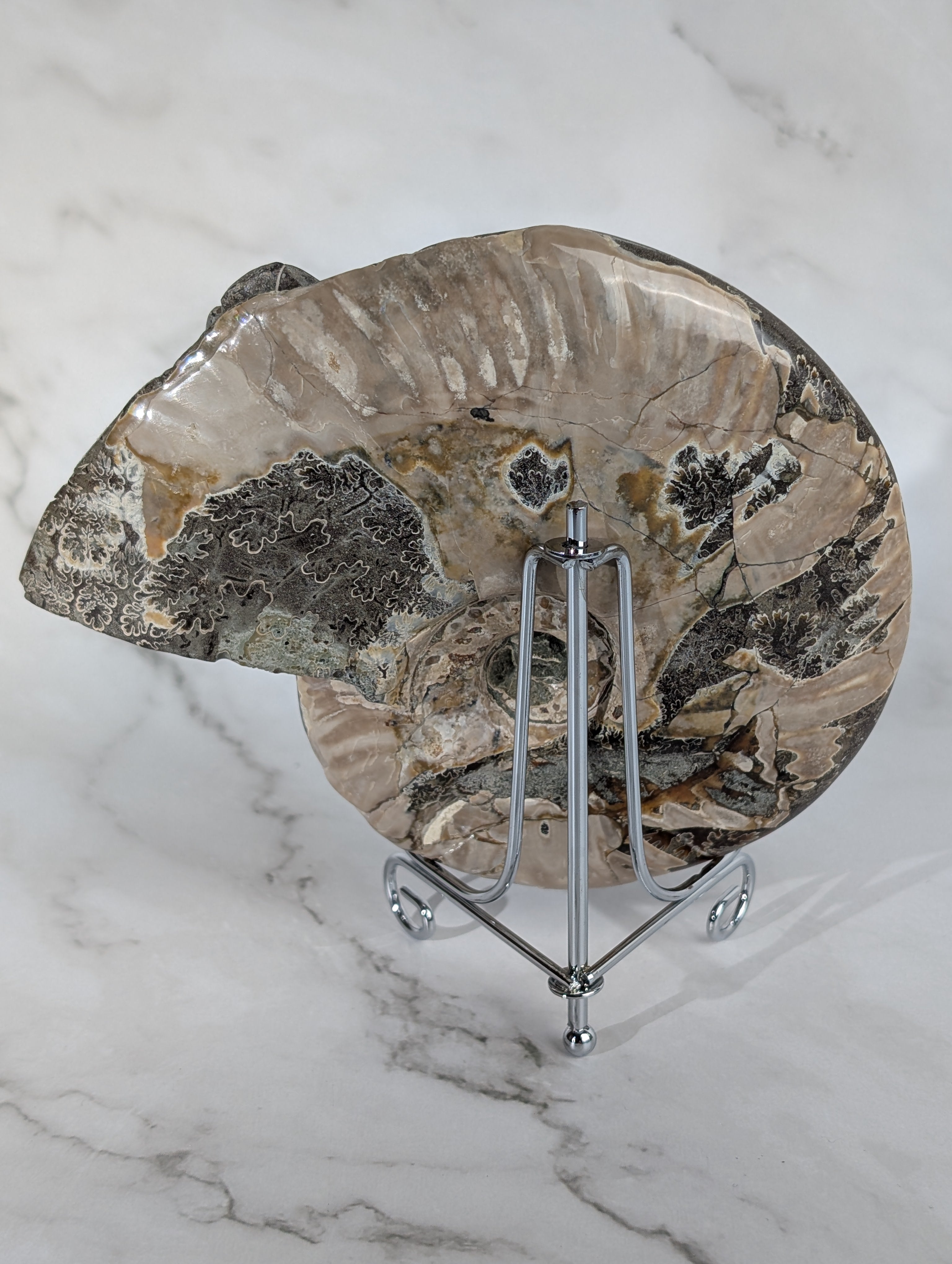 Ammoniten Carving Schmetterling 3