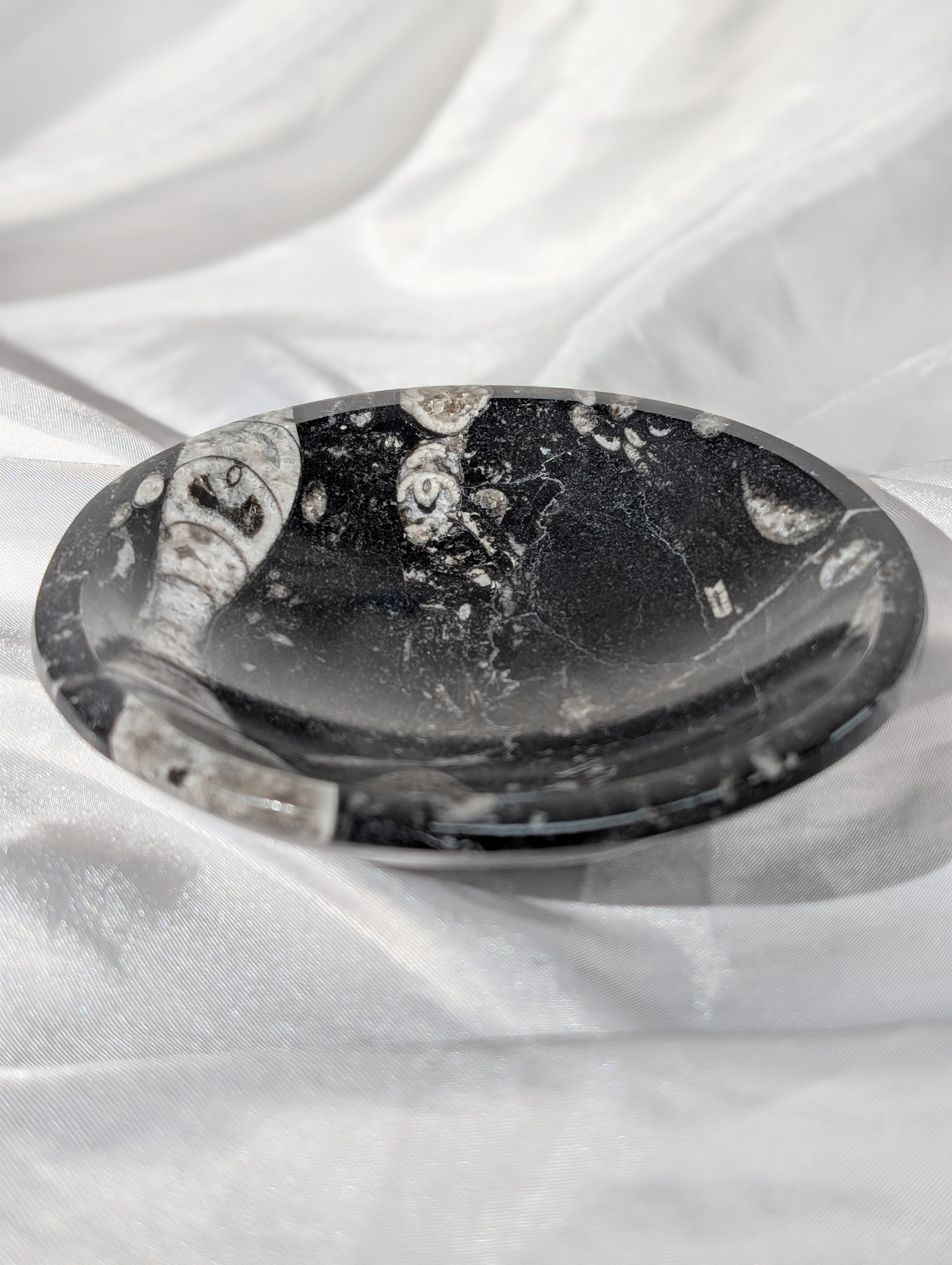 Orthoceras (Kopffüßer) Schale 1