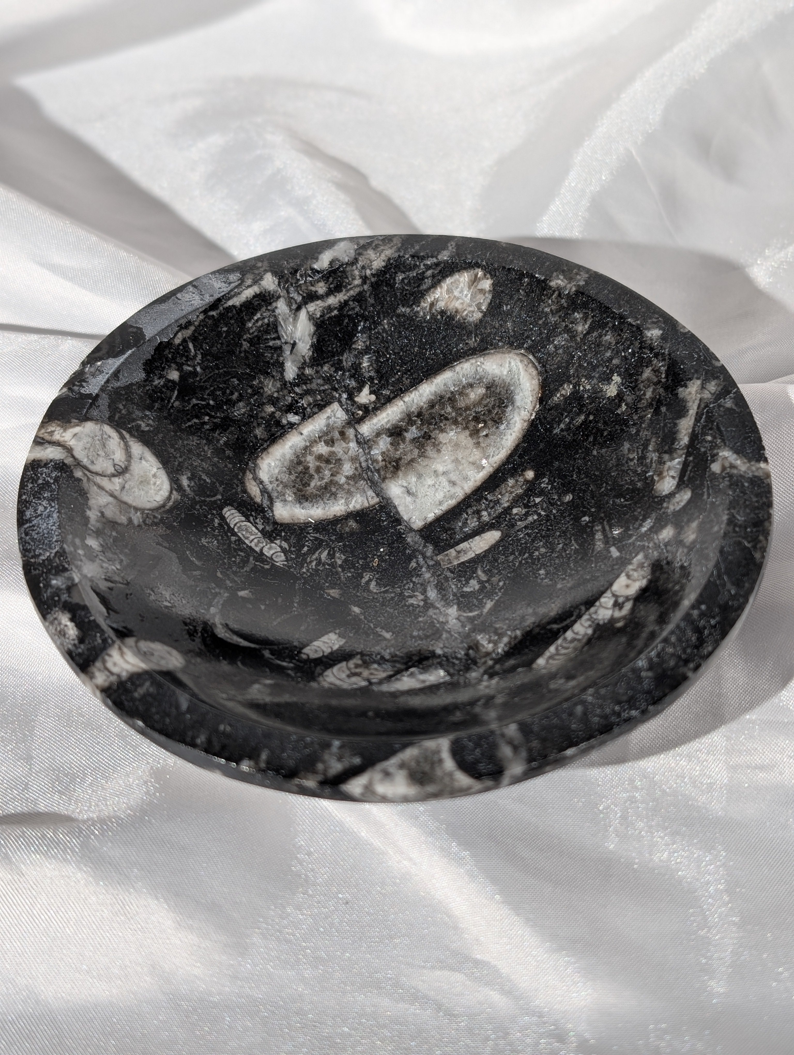 Orthoceras (Kopffüßer) Schale 2