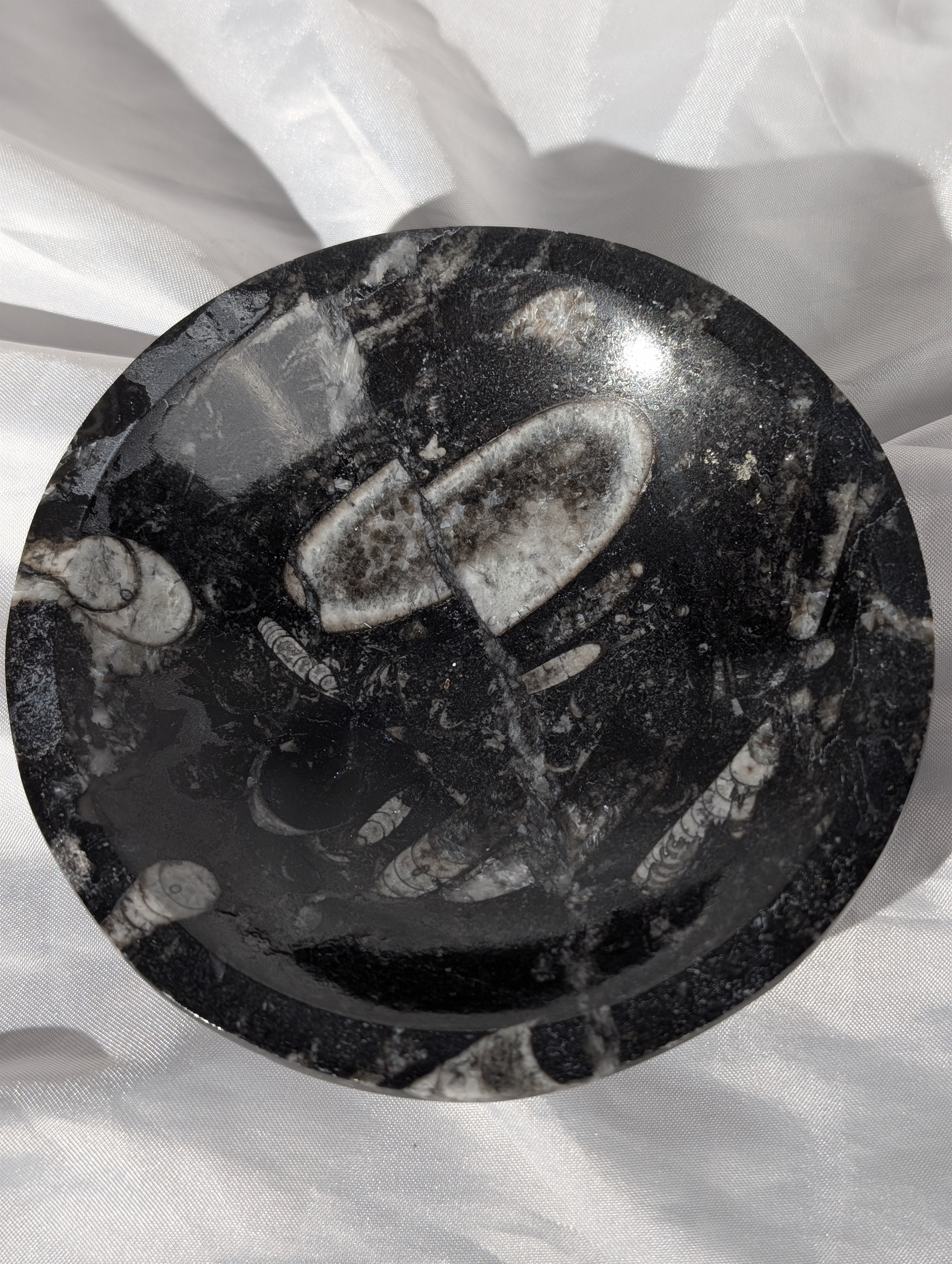 Orthoceras (Kopffüßer) Schale 2