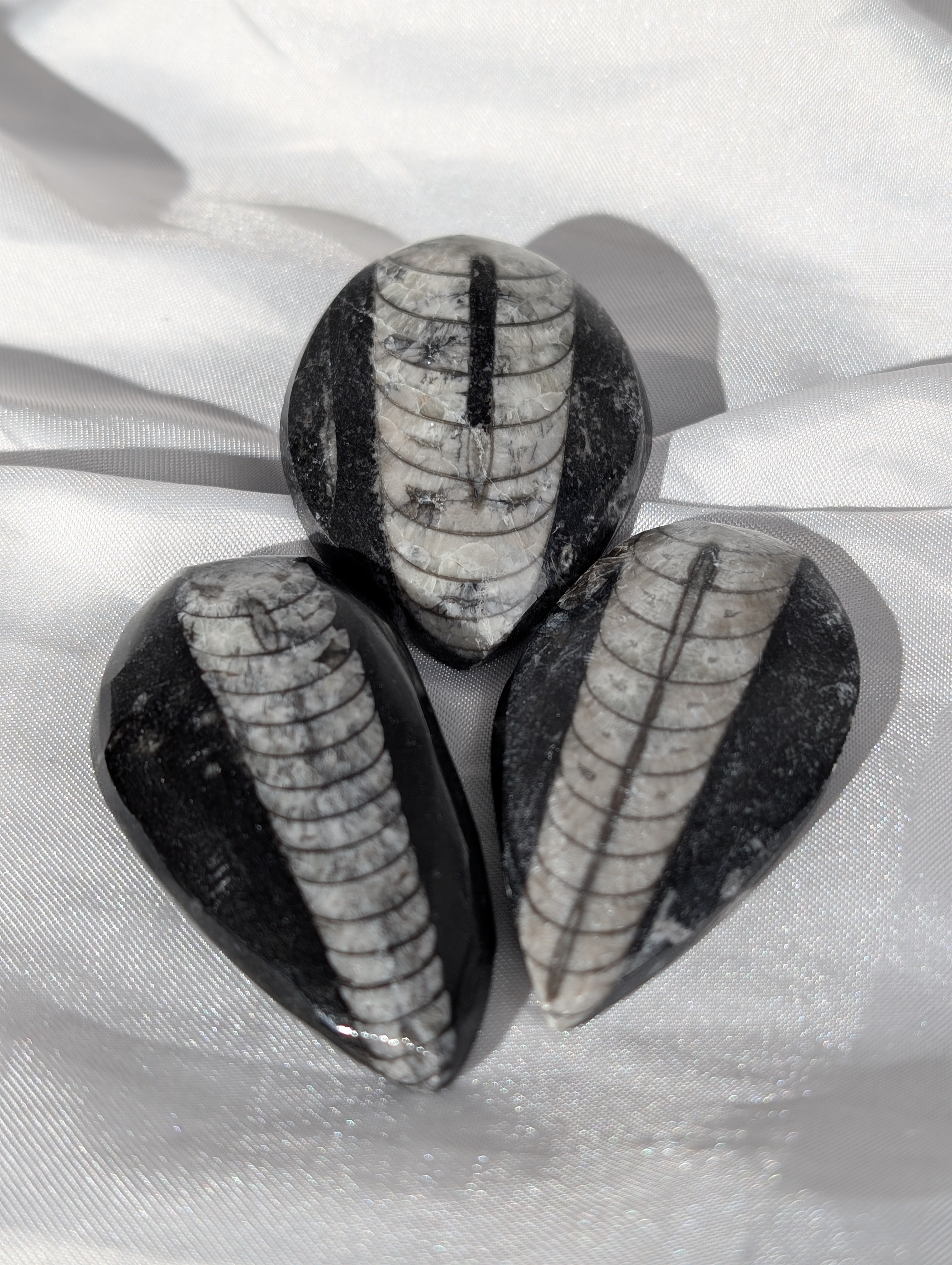 Orthoceras (Kopffüßer) Freiform Mystery