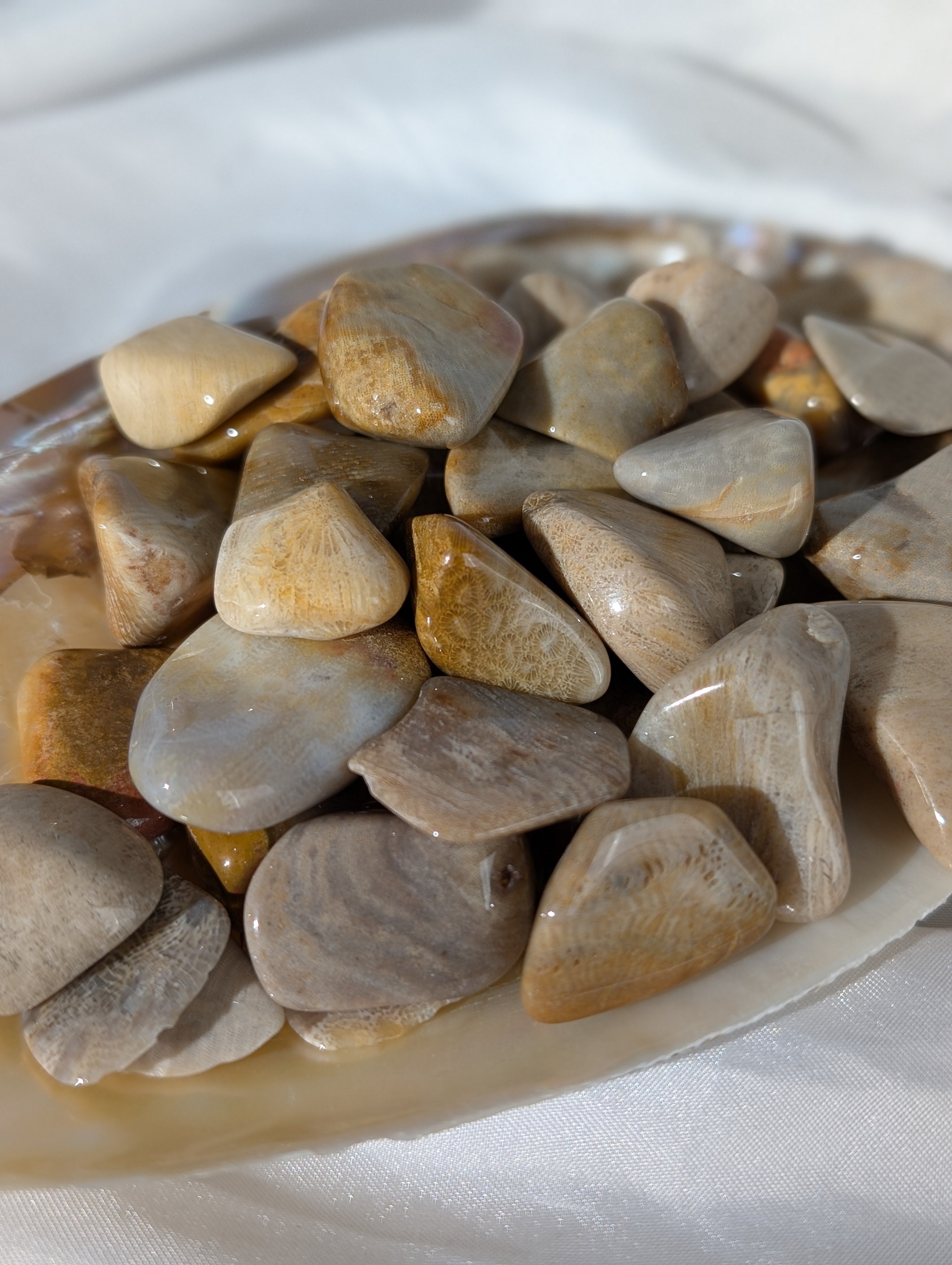 Versteinerte Koralle Trommelstein