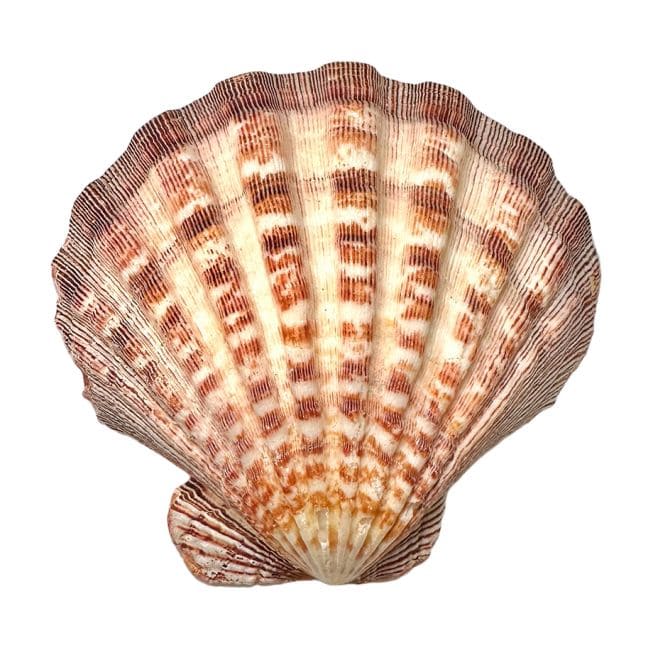 Räuchermuschel "Jakobsmuschel"