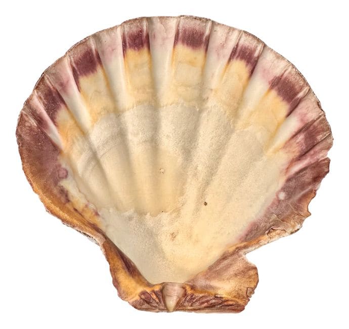 Räuchermuschel "Jakobsmuschel"