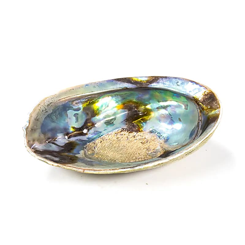 Regenbogen Muschel / Abalone (Paua) Haliotis Iris